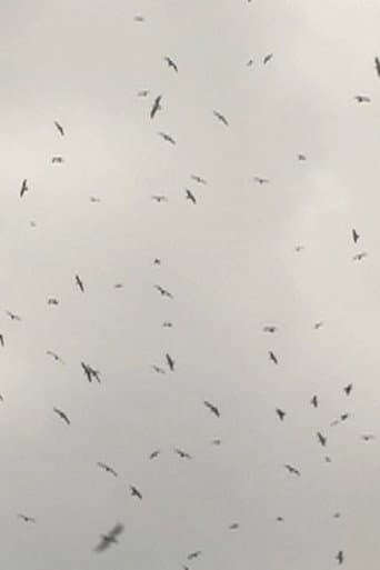 Mumurations