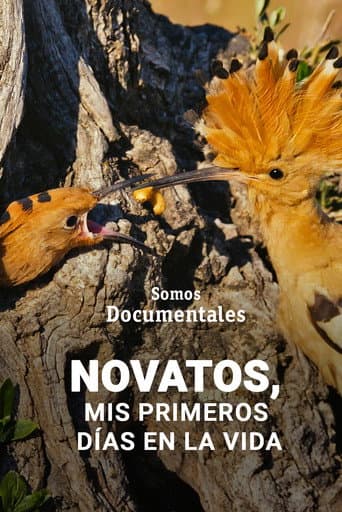 Novatos, mis primeros días en la vida