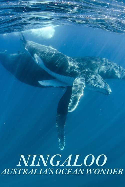 Ningaloo: la maravilla oceánica de Australia