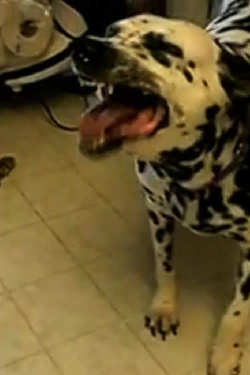 GOOD BOY - BAD BOY